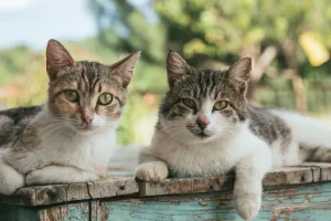 Cat Age in Human Years: Calculator & Chart