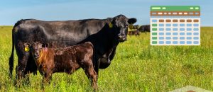 Cattle Gestation Calculator: Cow Due Date & Calving Planner