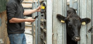 Cattle Weight Calculator: Estimate Live Weight Without a Scale