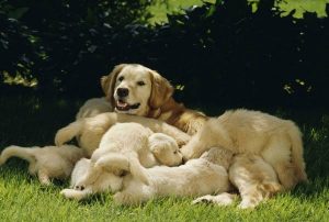 Dog Gestation Calculator: Estimate Your Dog’s Due Date