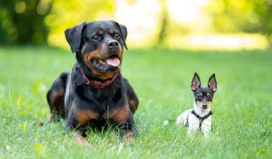 Dog Weight Calculator: Predict Your Puppy’s Adult Size