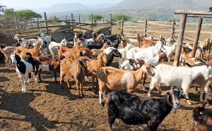 Goat Breeding Calculator: Kidding Due Date & Window