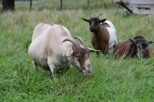 How Long Are Goats Pregnant? Gestation by Breed & Due Dates