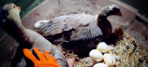 Goose Egg Incubation Calculator & Hatch Date Chart