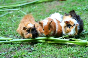 Guinea Pig Gestation Calculator: Due Date & Birth Window