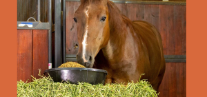 Horse Feed Calculator: How Much Hay & Grain Per Day