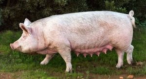 Pig Gestation Calculator — Farrowing Due Date & Chart