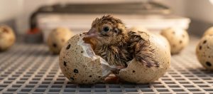 Quail Egg Incubation Chart & Hatch Date Calculator