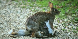 Rabbit Breeding Age Calculator: When Can Rabbits Start Breeding?